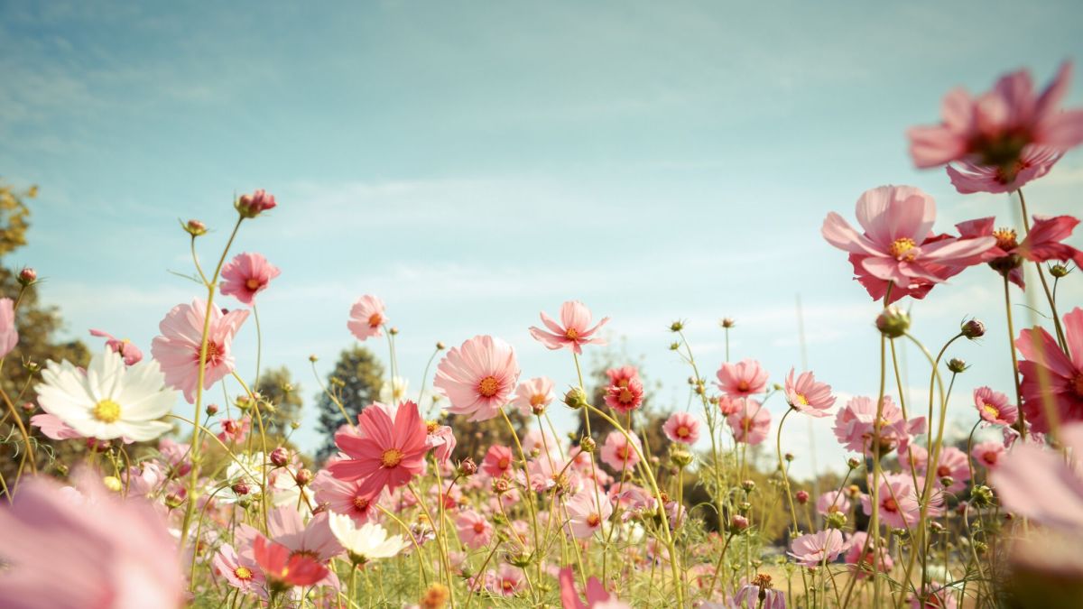 La cueillette de fleurs en pleine nature : ce que vous devez savoir