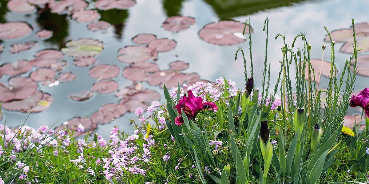 Les bienfaits insoupçonnés d'une mare dans votre jardin