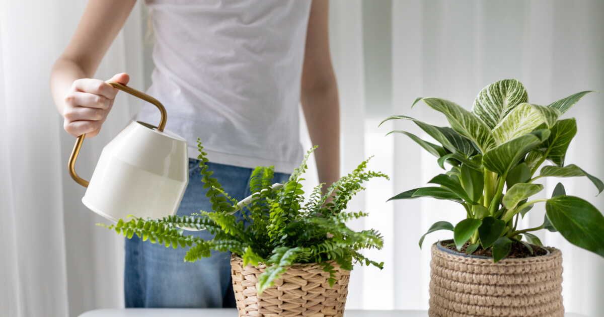 5 astuces pour arroser vos plantes pendant votre escapade