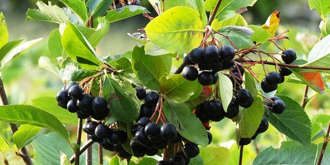 Les bienfaits surprenants de l'aronia : une baie à découvrir