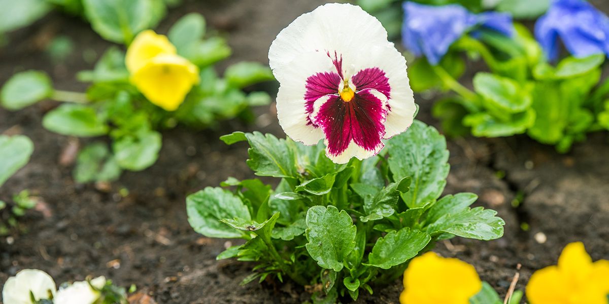 Les secrets pour bien planter vos pensées au jardin