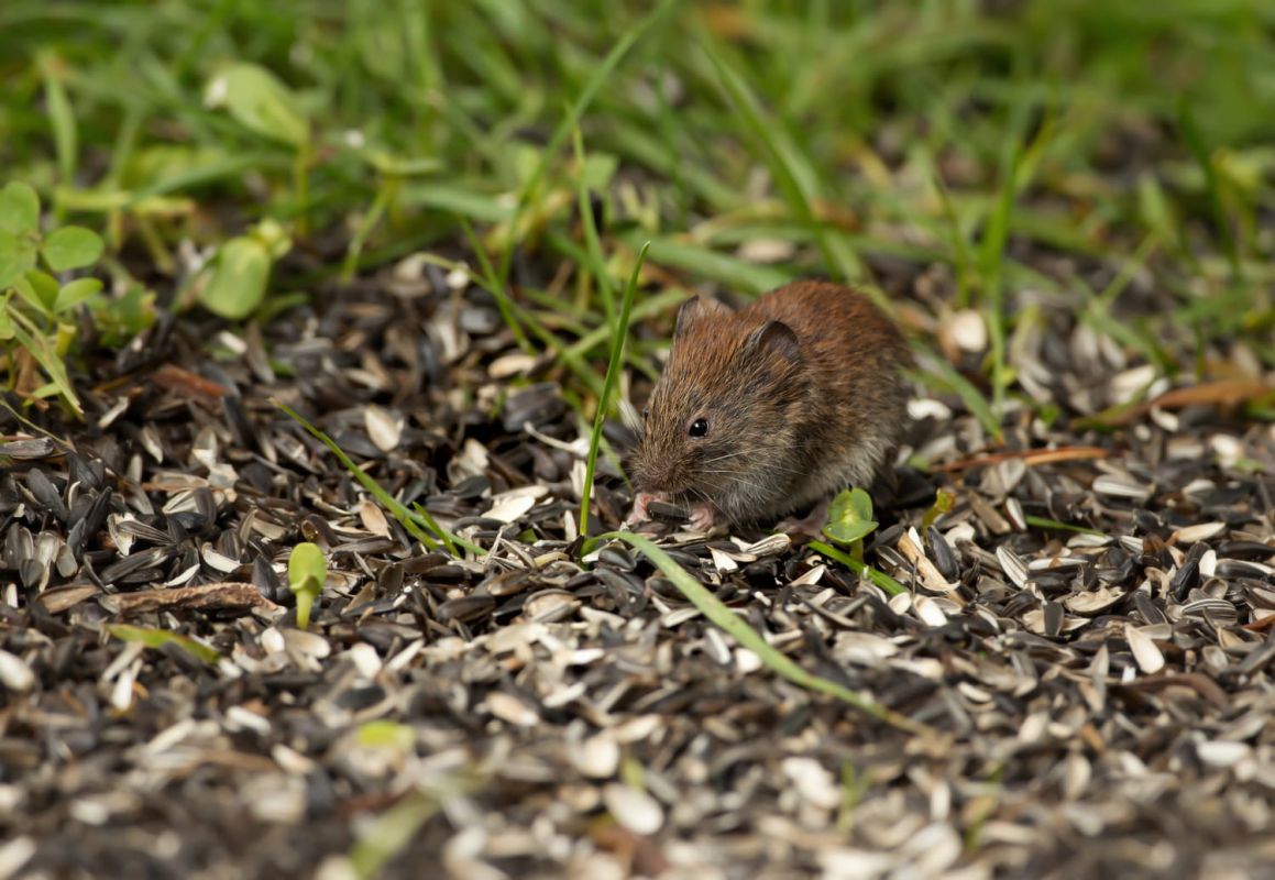 Un aménagement de jardin idéal pour les souris : ce qu'il faut éviter avant l'hiver