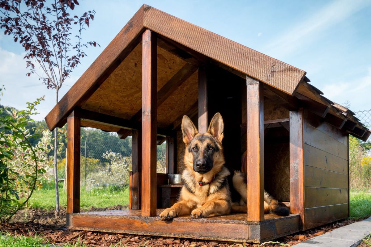 Trouvez la niche idéale pour votre chien : sélection pour tous les goûts