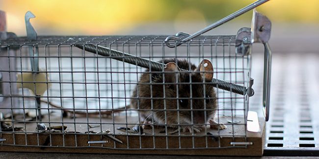 Comment choisir le piège à souris le plus efficace ?