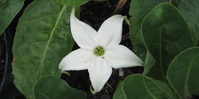 L'étoile blanche : une beauté discrète aux jardins
