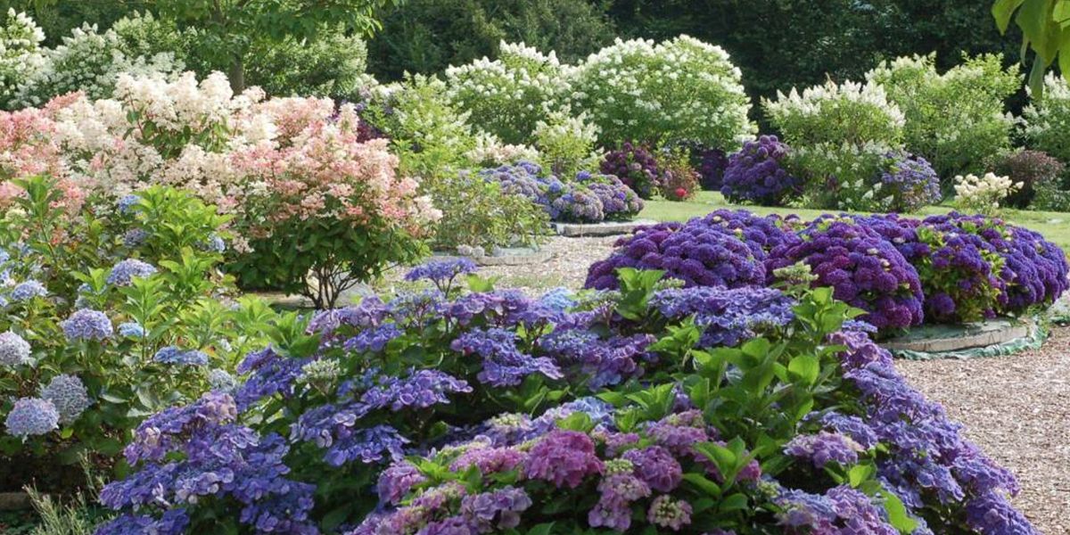 Le jardin Shamrock à Varengeville-sur-Mer - Seine-Maritime (76)