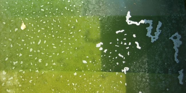 Les secrets pour venir à bout de l'algue moutarde dans votre piscine