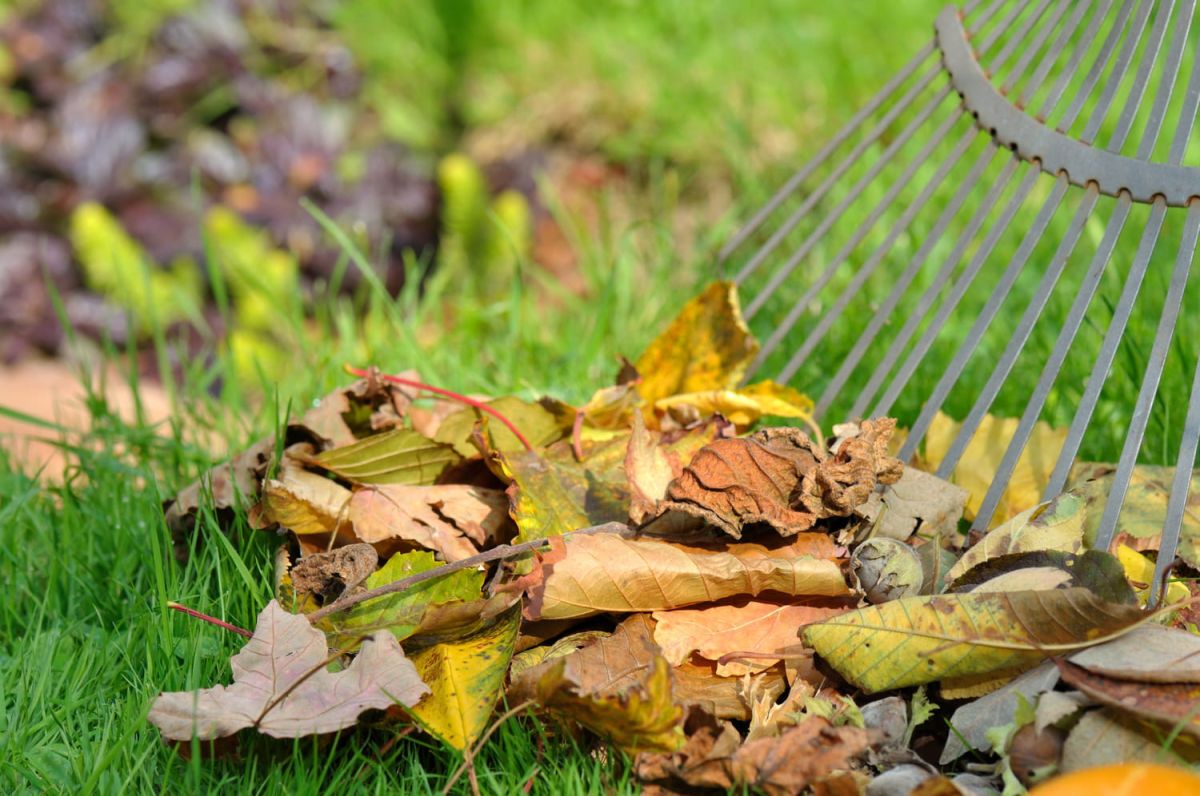 Découvrez la méthode écolo pour profiter des feuilles mortes cet automne