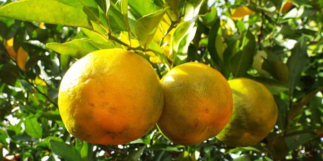 Bergamote : l'huile essentielle au parfum envoûtant