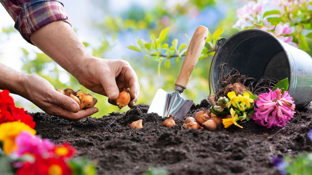 le guide essentiel pour planter vos bulbes et fleurir votre printemps