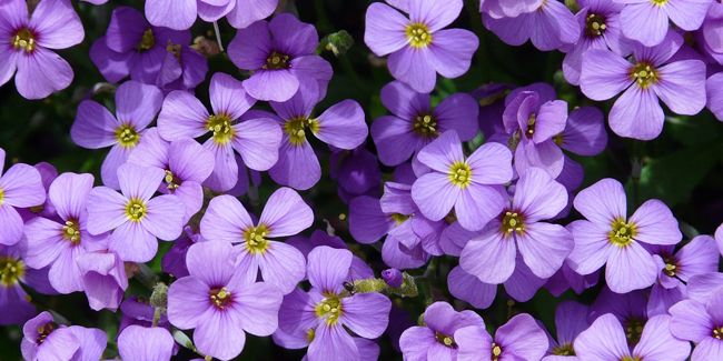 Aubriète : un tapis floral aux couleurs éclatantes de votre jardin
