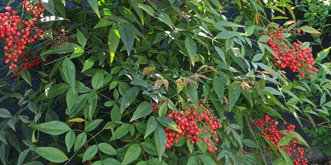 Découverte du bambou sacré (Nandina domestica)