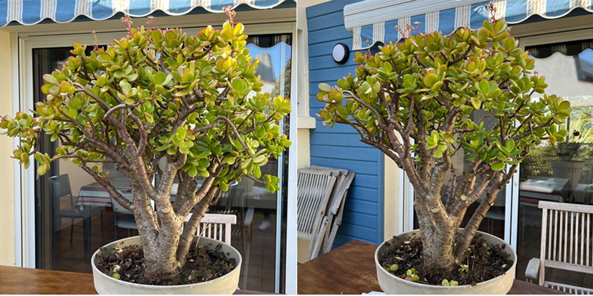 Bien tailler son arbre de jade : astuces et conseils pratiques