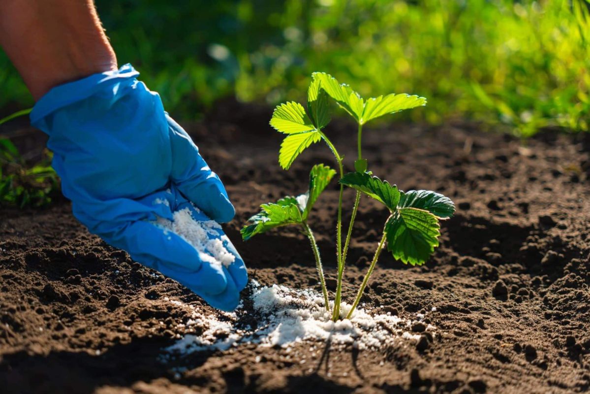 un ingrédient secret pour un jardin luxuriant : découvrez la magie de la levure de bière