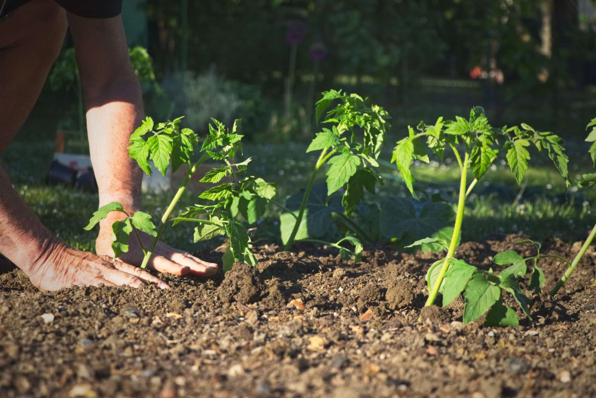 Découvrez la technique ultime pour cultiver des tomates savoureuses