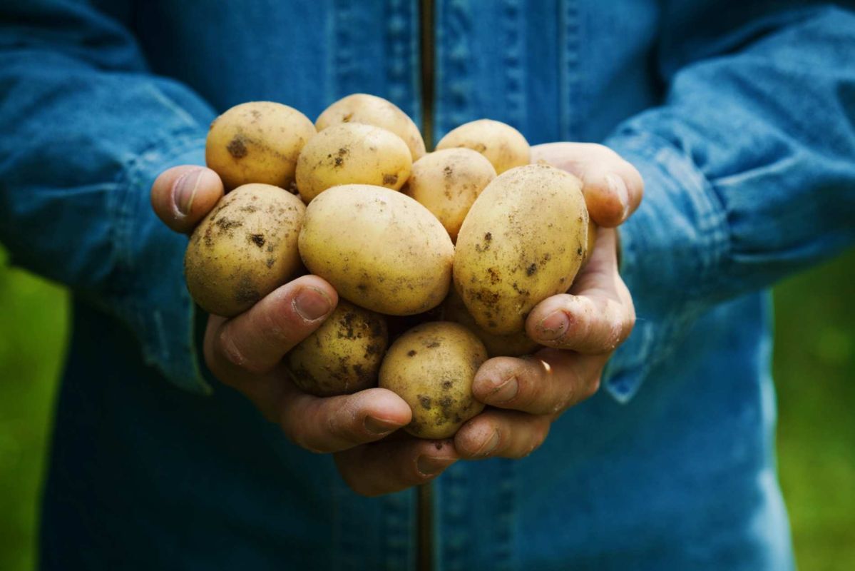 Un astuce surprenante pour conserver vos pommes de terre tout l'hiver