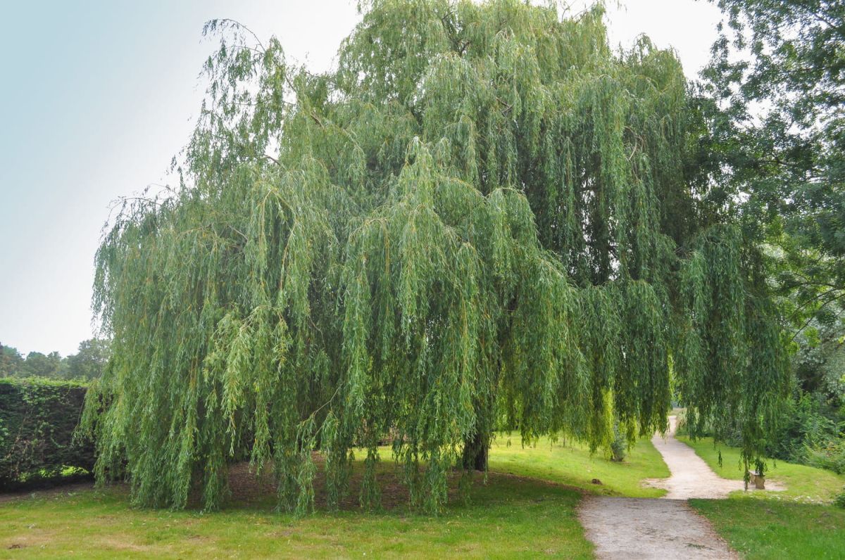 Le saule pleureur : un arbre au charme intemporel pour votre jardin