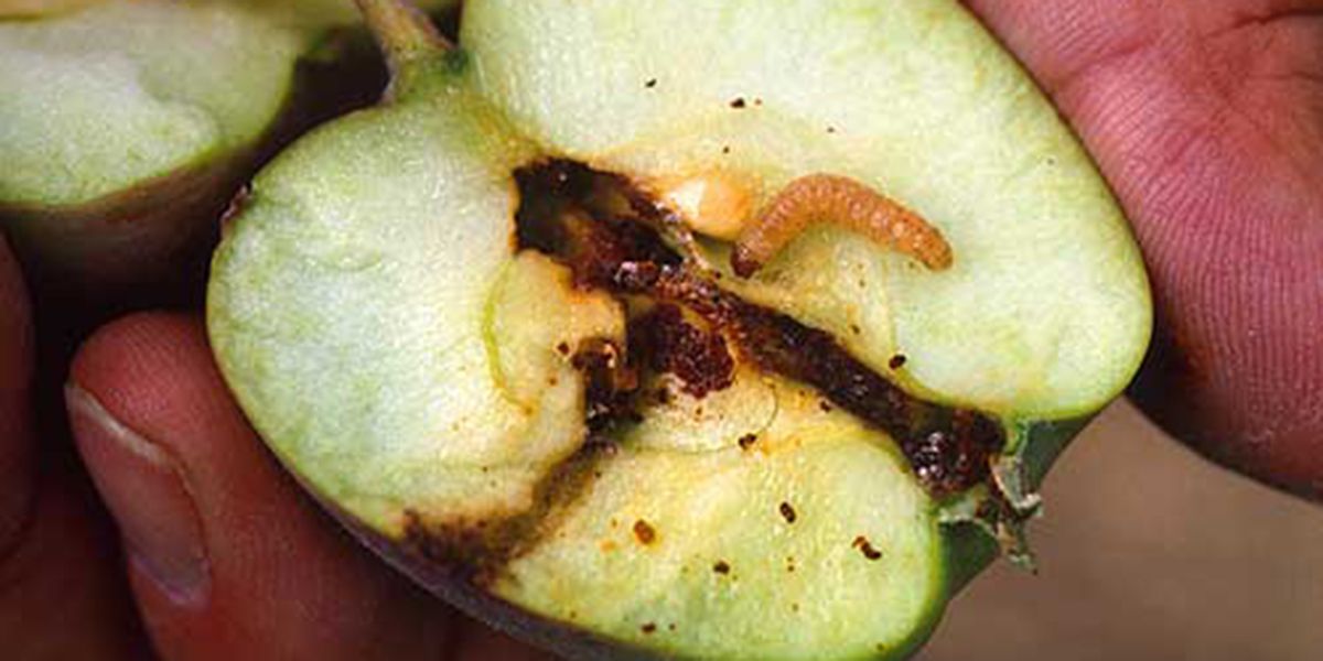 Carpocapse des pommes et des poires : comment le traiter ?
