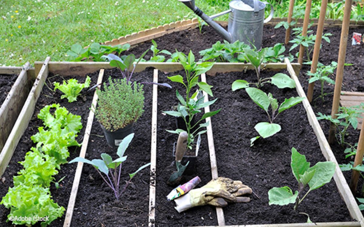 Réussir son potager : conseils pour des récoltes abondantes