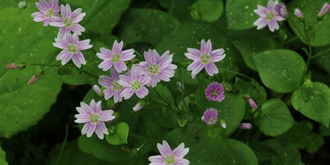 La beauté discrète de la claytonie de Sibérie
