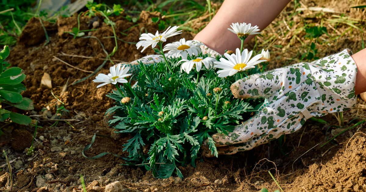 Quand et comment planter des marguerites ?