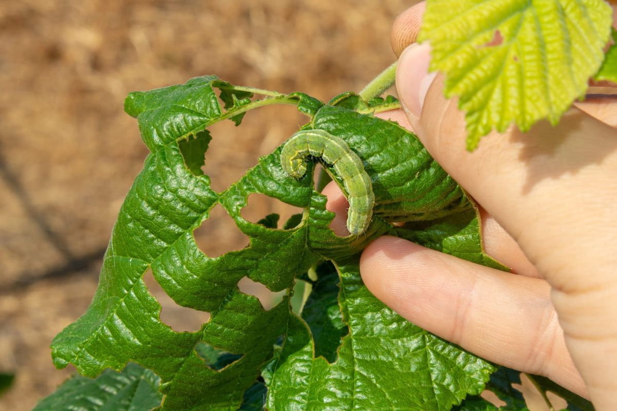 Des astuces naturelles pour éradiquer les chenilles vertes de votre jardin