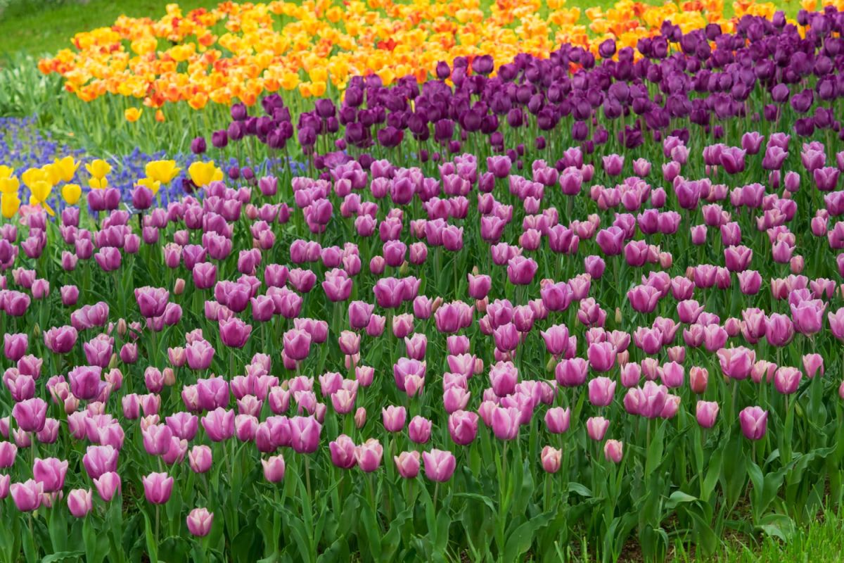 Adoptez cette technique de plantation pour un jardin fleuri sans effort tout printemps