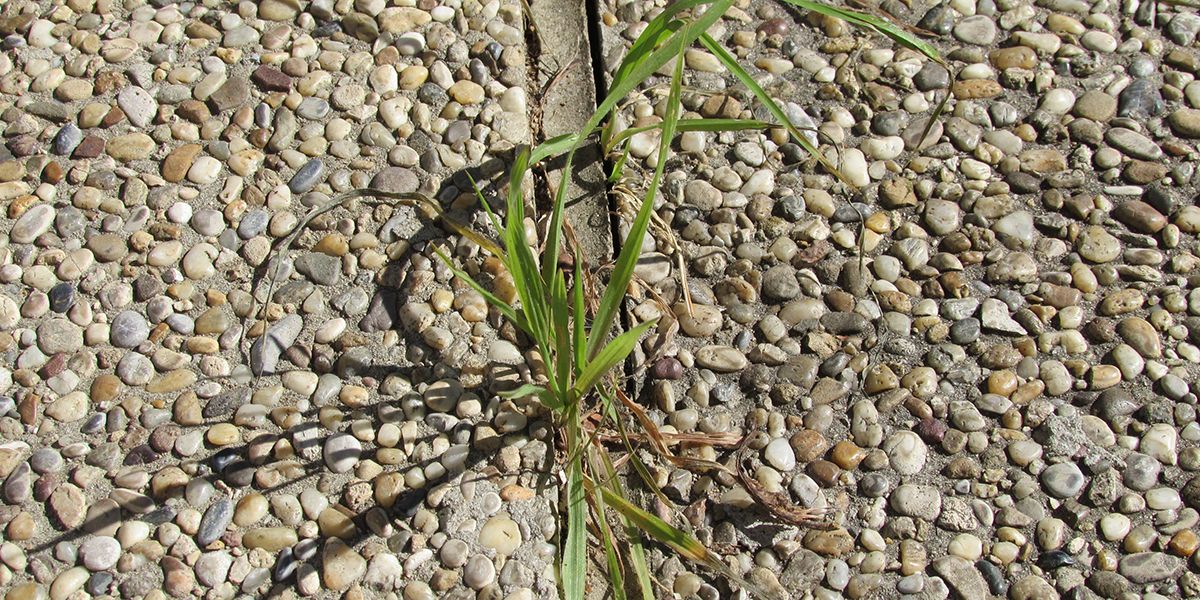 Fabriquer un désherbant naturel et bio avec de l'eau, du vinaigre et du sel