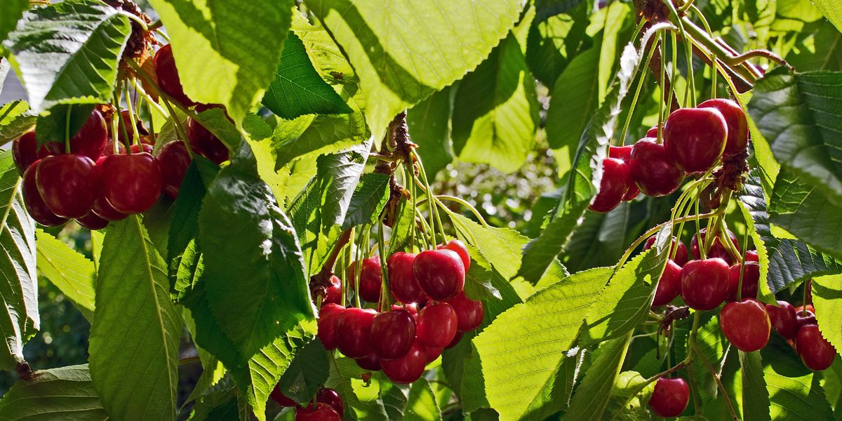 Cerisier (Prunus avium et Prunus cerasus) : bigarreaux, guignes, griottes