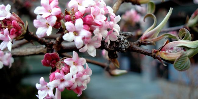 La viorne d'hiver : un trésor floral en plein hiver