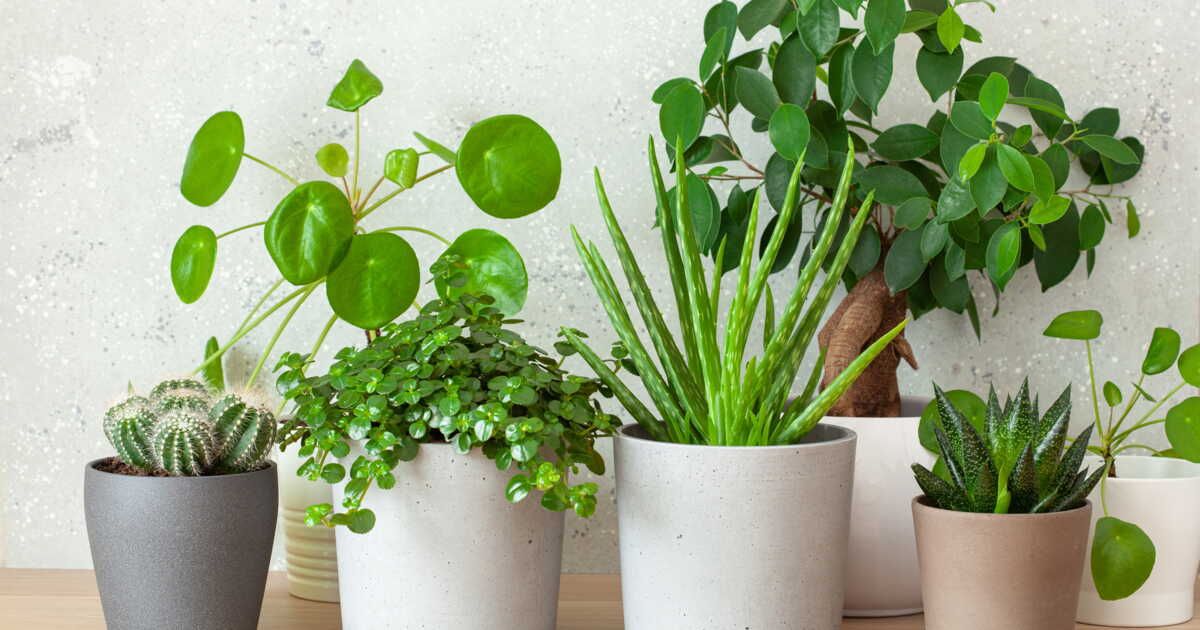 cinq plantes d’intérieur qui embellissent sans effort