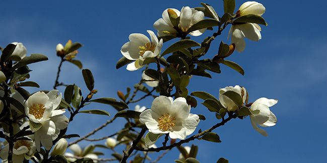 Découvrez le charme du Michelia : un arbuste persistant aux fleurs envoûtantes