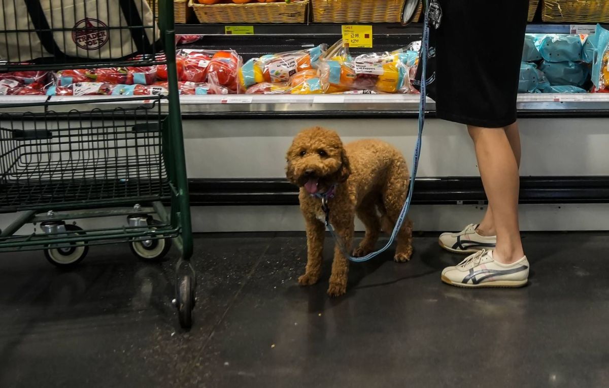 Canicule : un magasin des Vosges accueille les chiens face à la chaleur