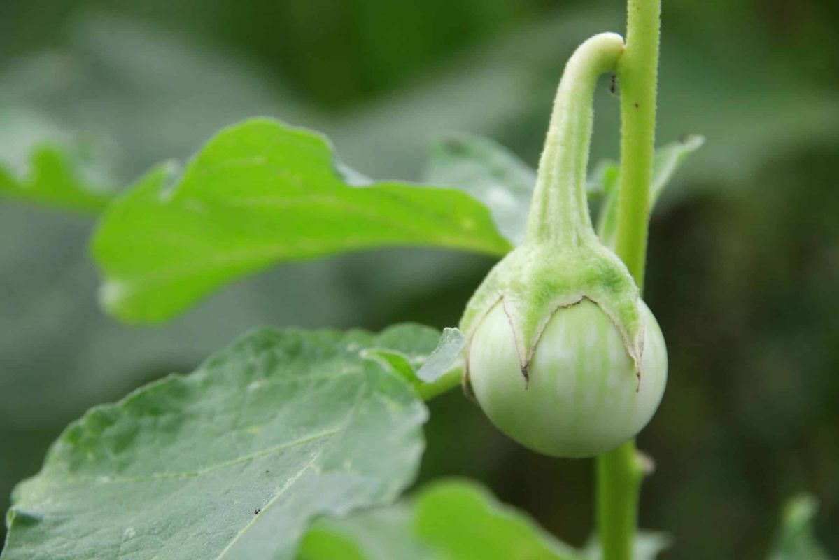 semez l'aubergine thaïlandaise pour enrichir votre cuisine