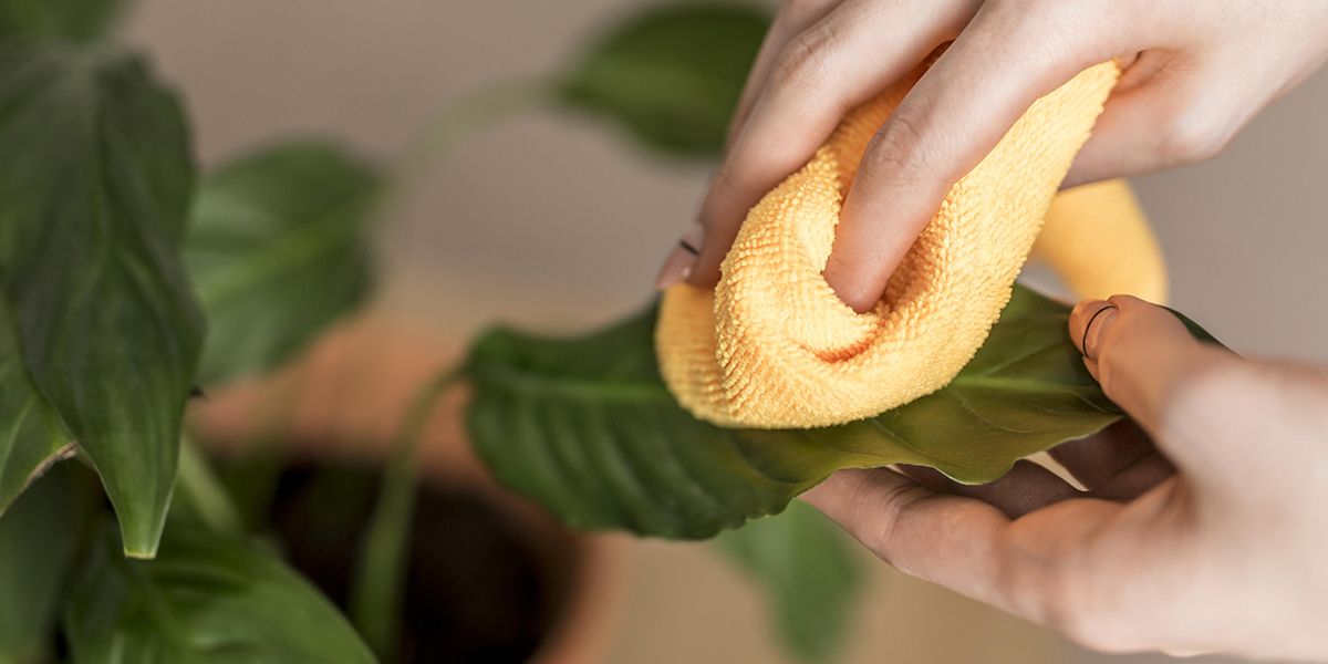 Comment nettoyer et dépoussiérer les feuilles de ses plantes vertes ? 5 astuces !