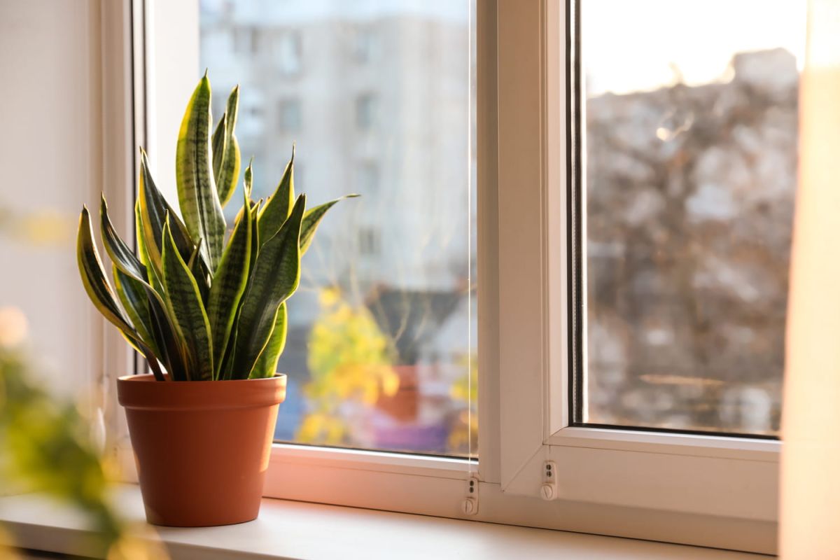 La sansevieria, plante serpent ou langue de belle-mère