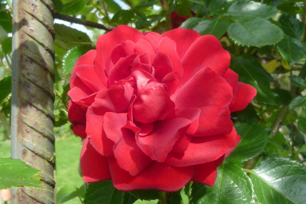 Les fleurs rouges, un éclat de passion dans votre jardin