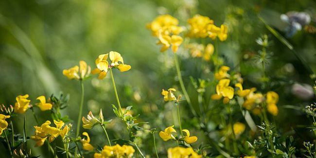Le fenugrec : un allié naturel pour la santé et la cuisine