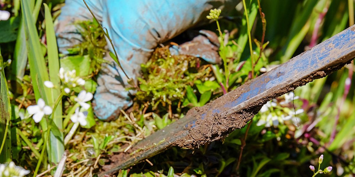Se débarrasser du mouron au jardin sans chimie : astuces et conseils