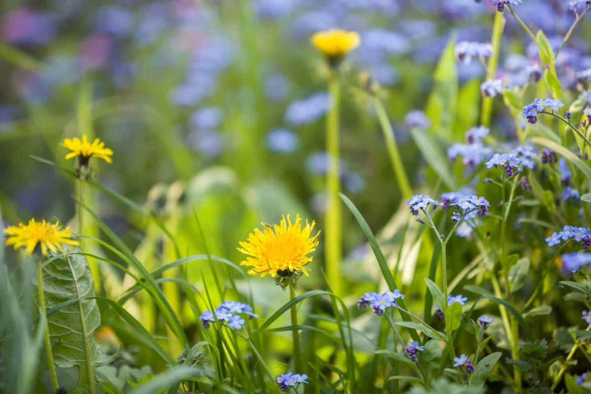 Les fleurs sauvages : des trésors cachés pour votre jardin naturel