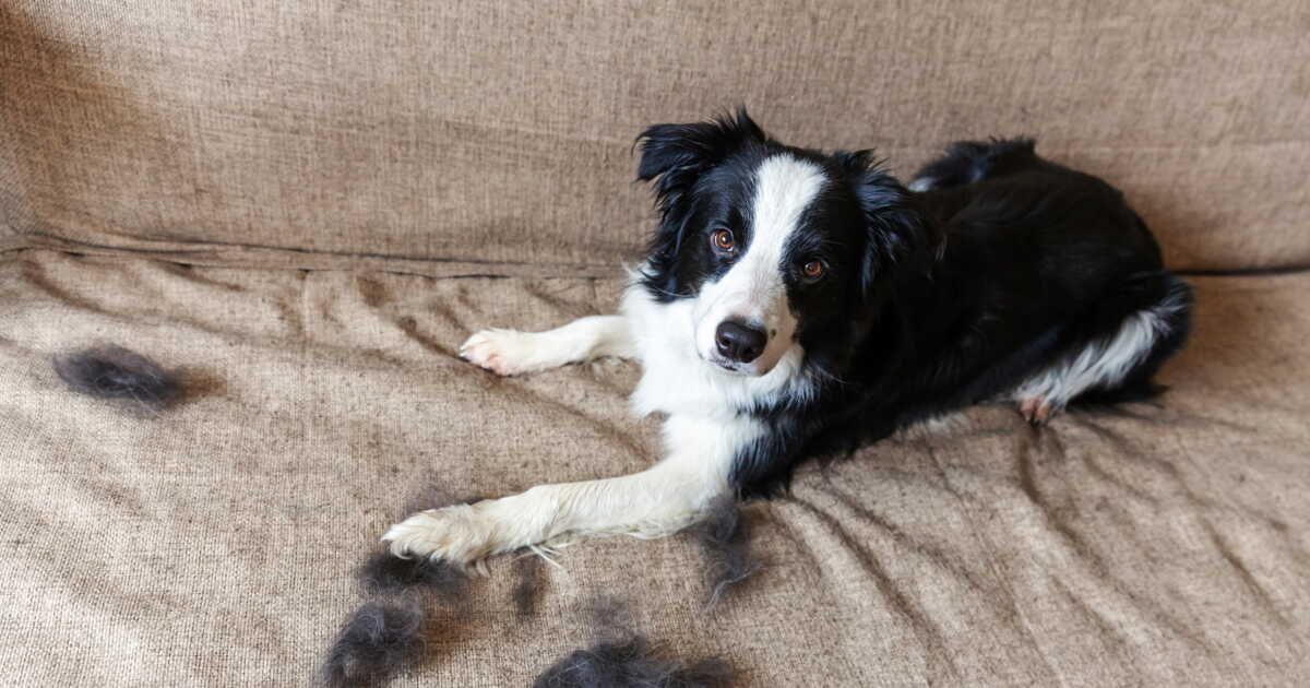 5 astuces ingénieuses pour dire adieu aux poils de vos animaux