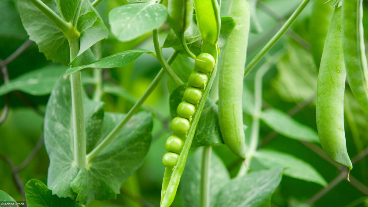Semer les petits pois : un guide facile pour votre potager