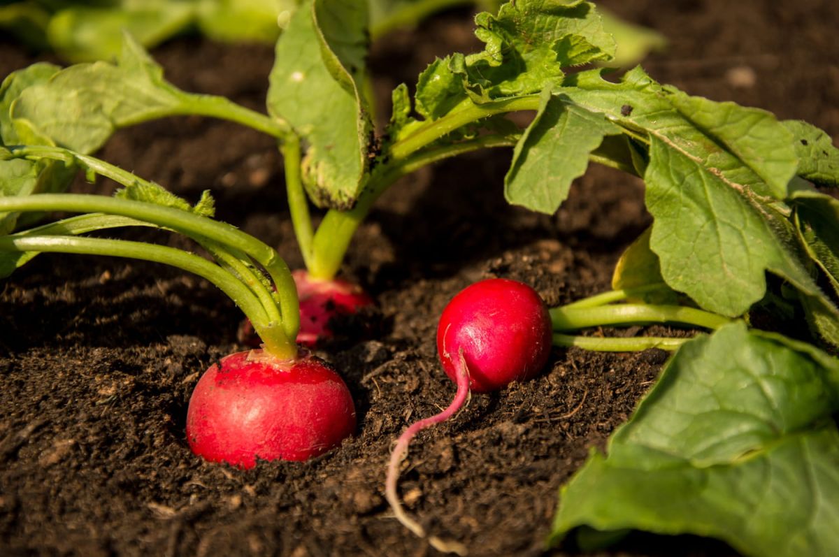Récolter en mars : un aperçu stimulant