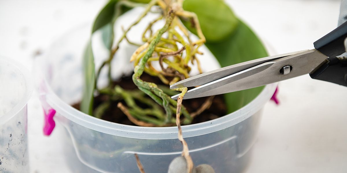 les secrets des racines d'orchidées : à couper ou pas ?