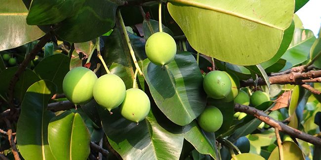 Calophyllum : une huile miracle contre les rhumatismes