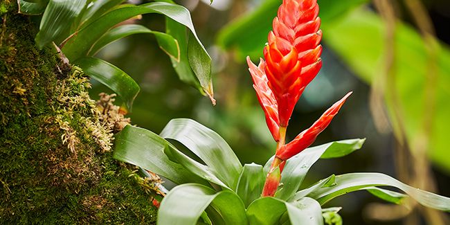 Vriesea : une plante d'intérieur à ne pas négliger