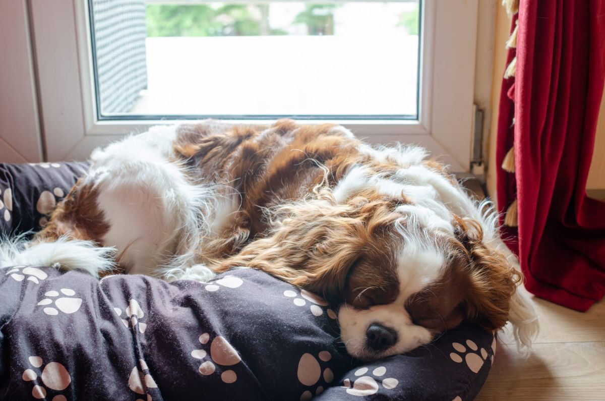 Quel chien choisir pour la vie en appartement ?