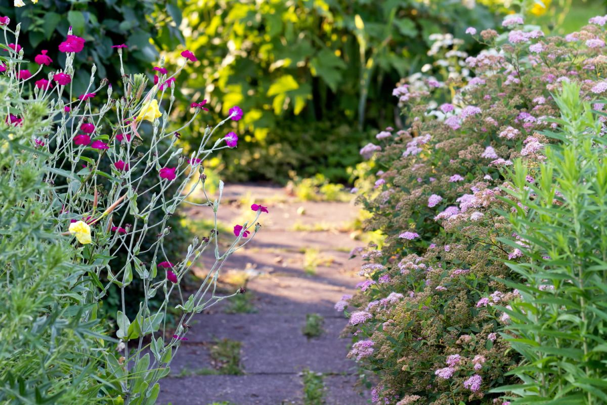 Des solutions naturelles pour un jardin sans mauvaises herbes