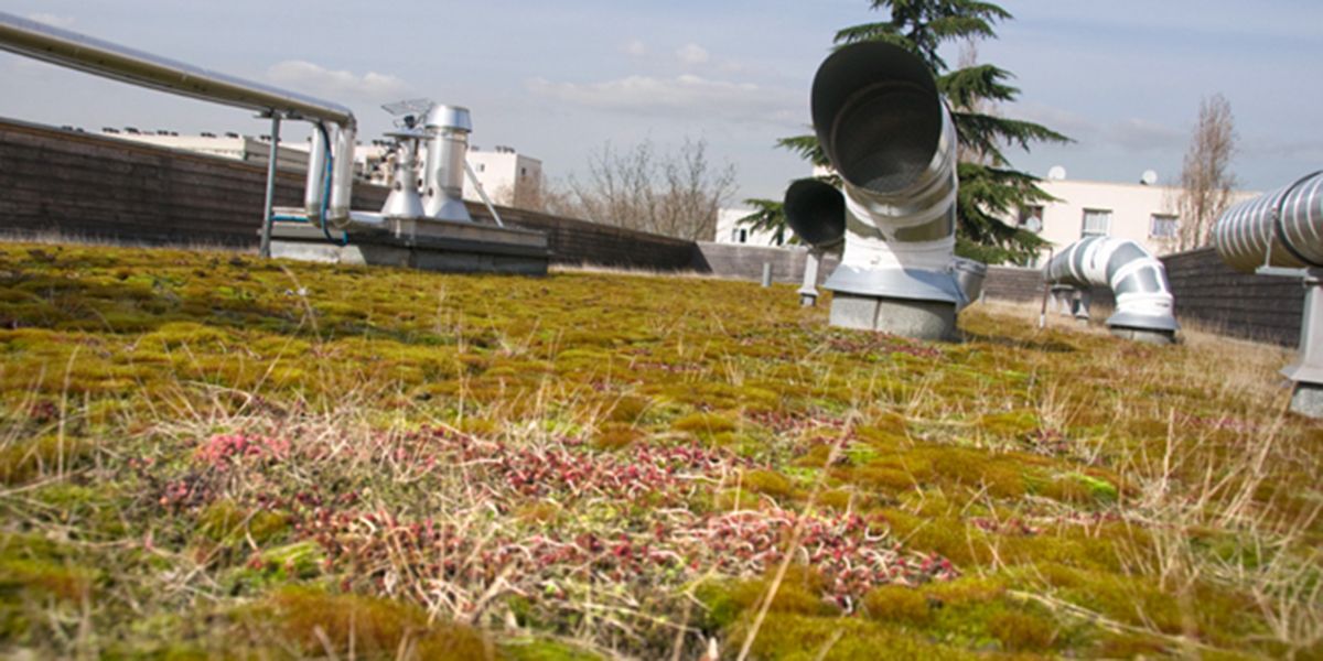 Les toits verts, une solution durable pour nos villes
