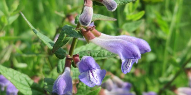 Scutellaire casquée (Scutellaria scordifolia) ou grande toque